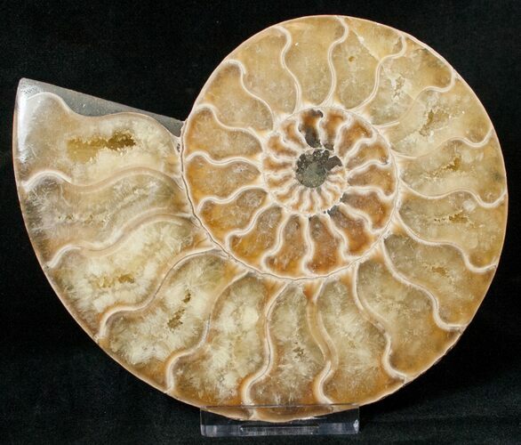Cut Ammonite Fossil (Half) - Agatized #17846